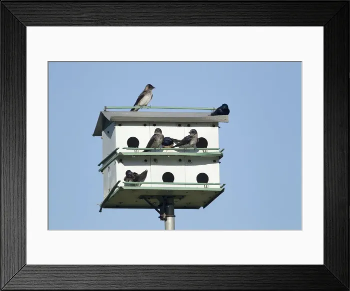 Framed Print : Picture No. 10892315 Framed Print : Picture No. 10892315