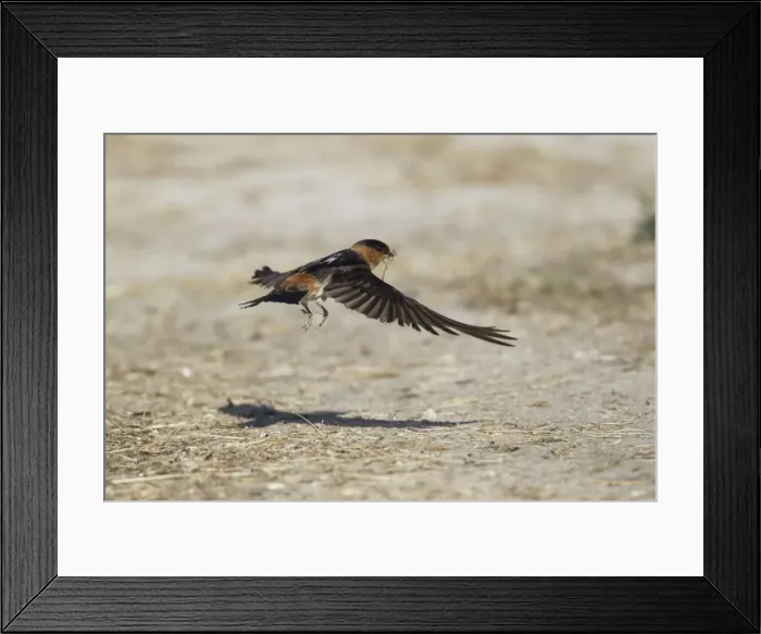 Framed Print : Picture No. 10892314 Framed Print : Picture No. 10892314