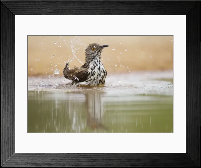 Framed Print : Picture No. 10892309 Framed Print : Picture No. 10892309