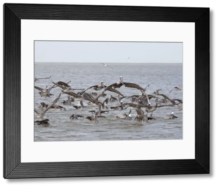Framed Print : Picture No. 10892312 Framed Print : Picture No. 10892312