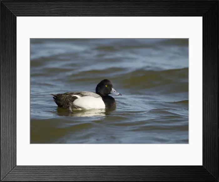 Framed Print : Picture No. 10892321 Framed Print : Picture No. 10892321