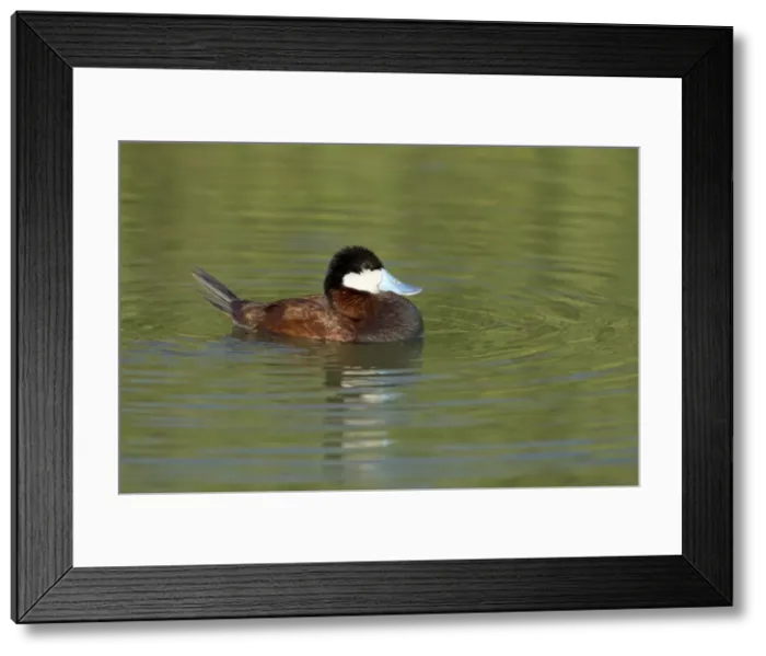 Framed Print : Picture No. 10892319 Framed Print : Picture No. 10892319