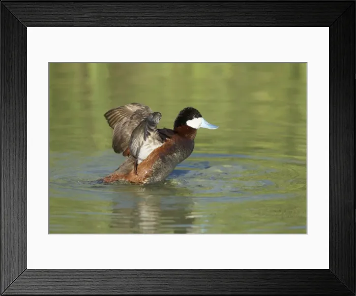 Framed Print : Picture No. 10892318 Framed Print : Picture No. 10892318