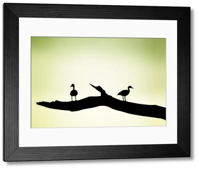 Framed Print : Picture No. 10892322 Framed Print : Picture No. 10892322
