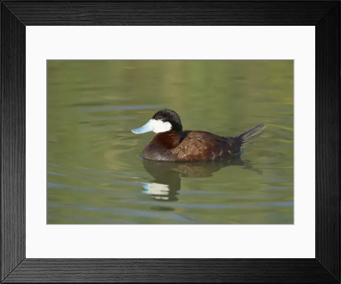 Framed Print : Picture No. 10892320 Framed Print : Picture No. 10892320