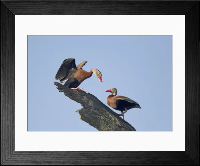 Framed Print : Picture No. 10892324 Framed Print : Picture No. 10892324