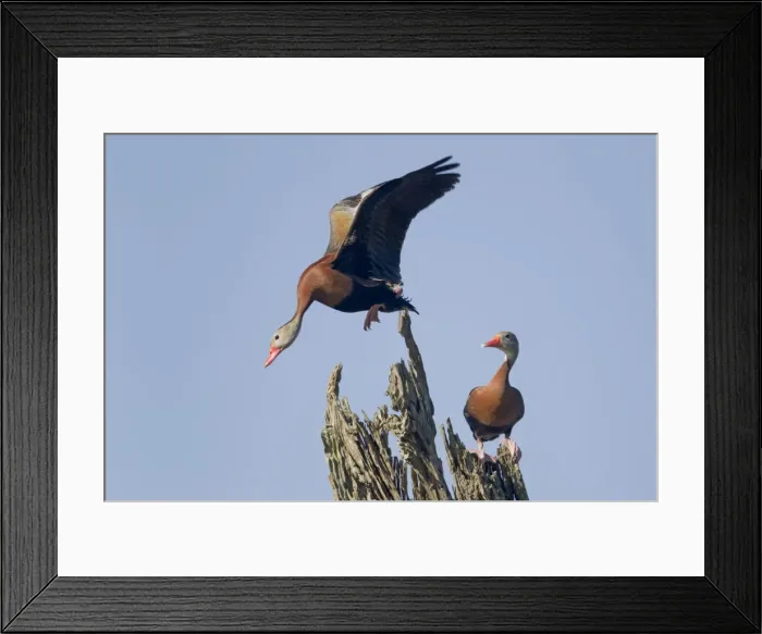 Framed Print : Picture No. 10892325 Framed Print : Picture No. 10892325