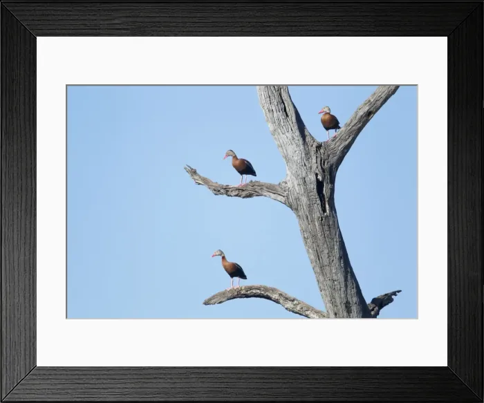 Framed Print : Picture No. 10892323 Framed Print : Picture No. 10892323