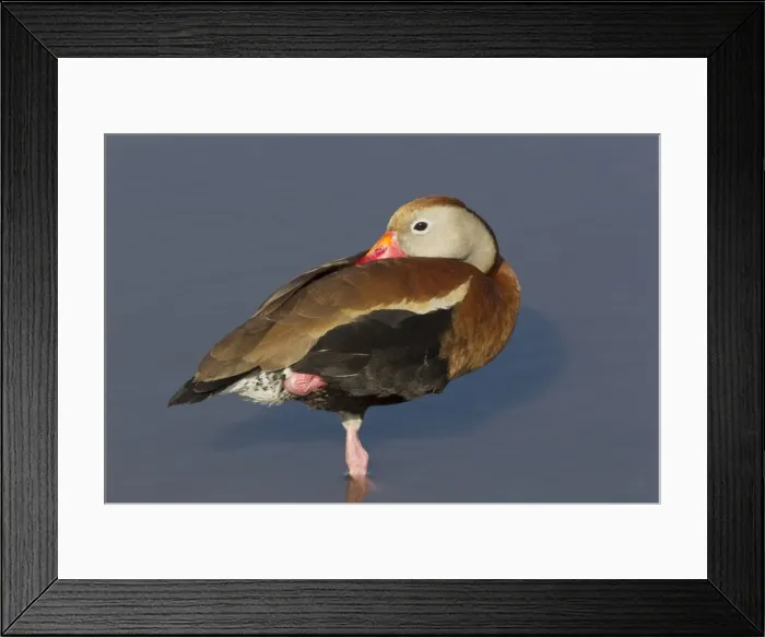 Framed Print : Picture No. 10892328 Framed Print : Picture No. 10892328