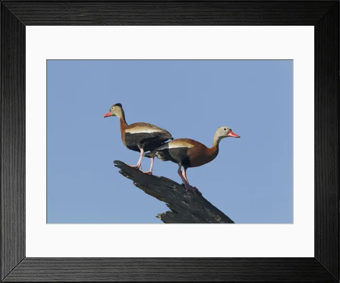 Framed Print : Picture No. 10892326 Framed Print : Picture No. 10892326