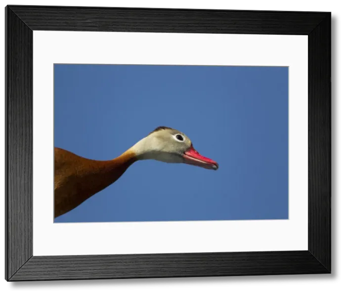 Framed Print : Picture No. 10892329 Framed Print : Picture No. 10892329