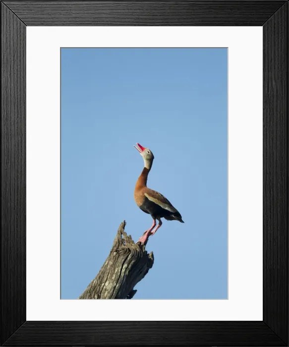 Framed Print : Picture No. 10892330 Framed Print : Picture No. 10892330