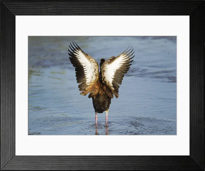 Framed Print : Picture No. 10892331 Framed Print : Picture No. 10892331