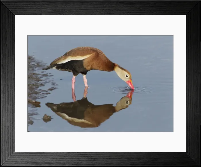 Framed Print : Picture No. 10892327 Framed Print : Picture No. 10892327