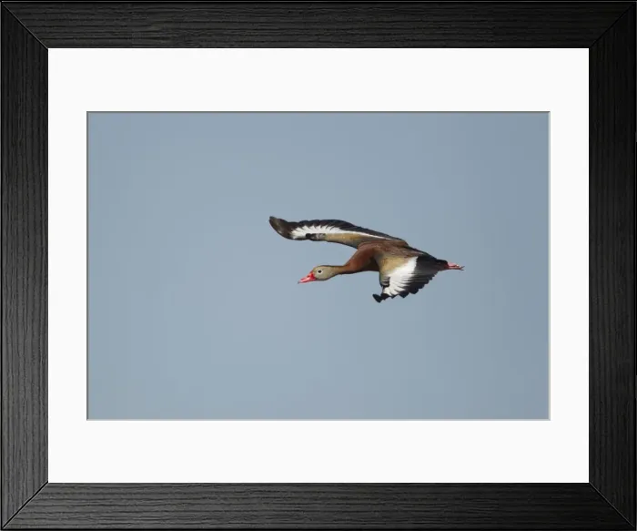 Framed Print : Picture No. 10892332 Framed Print : Picture No. 10892332