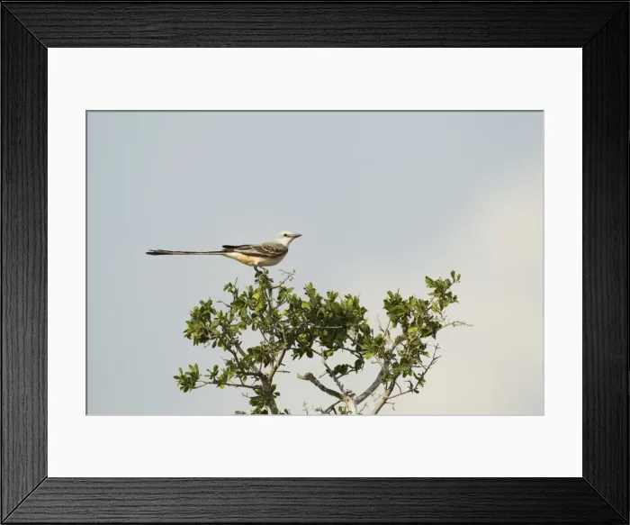 Framed Print : Picture No. 10892336 Framed Print : Picture No. 10892336