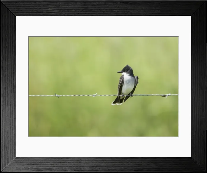 Framed Print : Picture No. 10892334 Framed Print : Picture No. 10892334