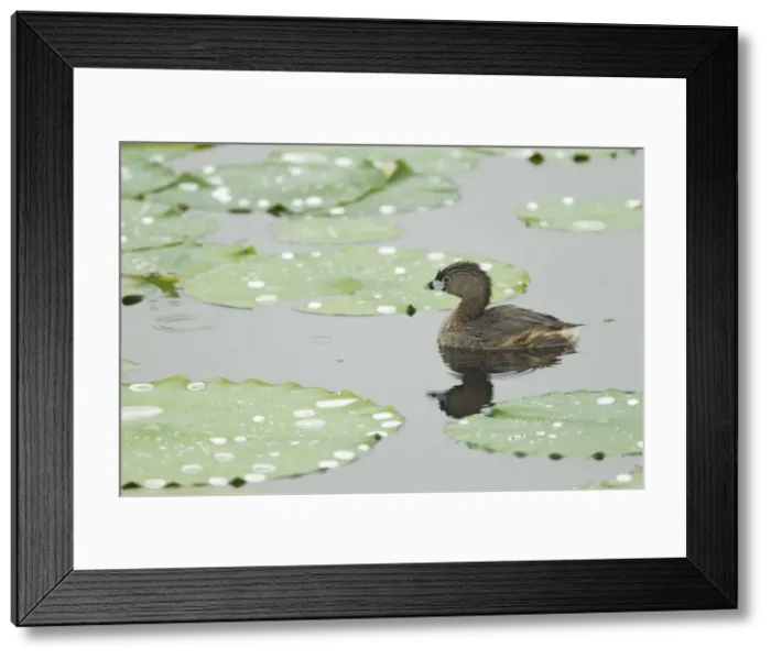 Framed Print : Picture No. 10892337 Framed Print : Picture No. 10892337