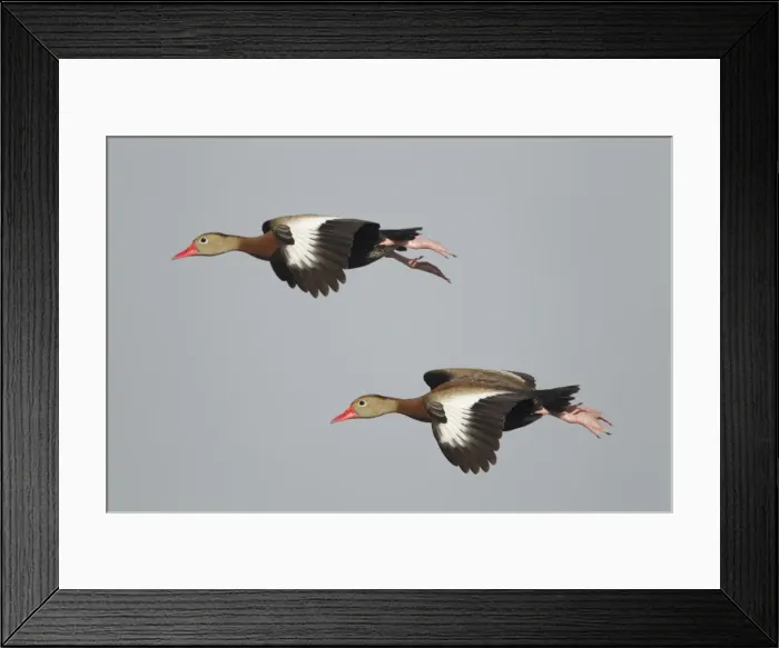 Framed Print : Picture No. 10892333 Framed Print : Picture No. 10892333