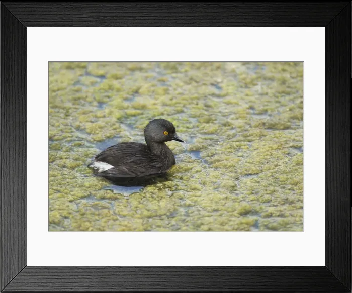 Framed Print : Picture No. 10892338 Framed Print : Picture No. 10892338