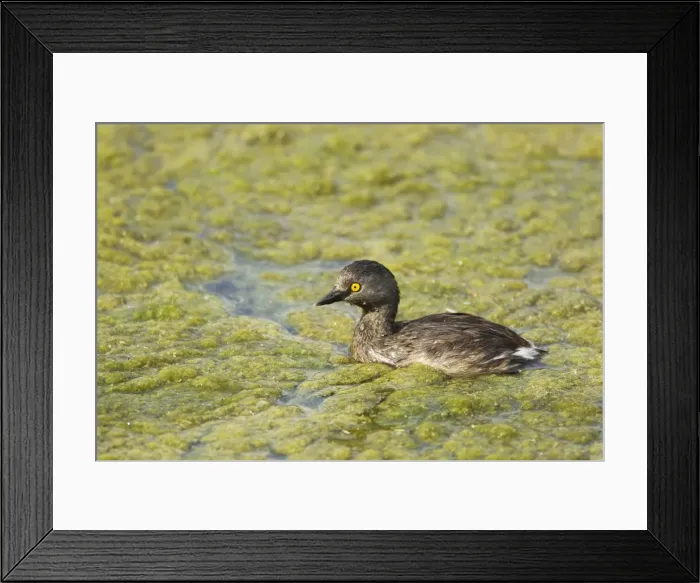 Framed Print : Picture No. 10892339 Framed Print : Picture No. 10892339