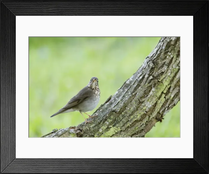 Framed Print : Picture No. 10892367 Framed Print : Picture No. 10892367