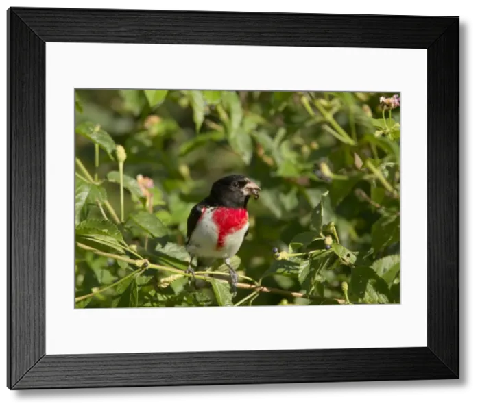 Framed Print : Picture No. 10892342 Framed Print : Picture No. 10892342