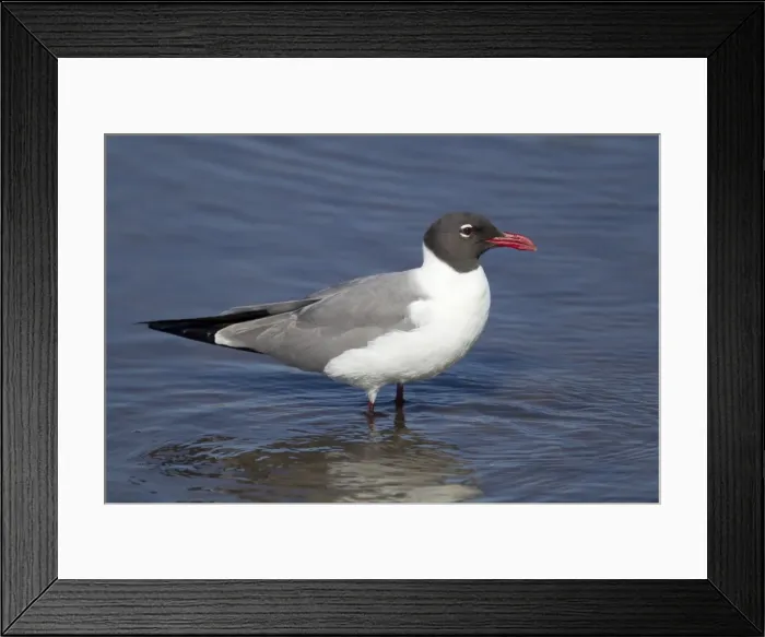 Framed Print : Picture No. 10892343 Framed Print : Picture No. 10892343