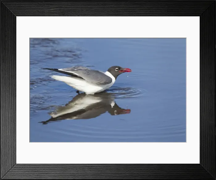 Framed Print : Picture No. 10892344 Framed Print : Picture No. 10892344