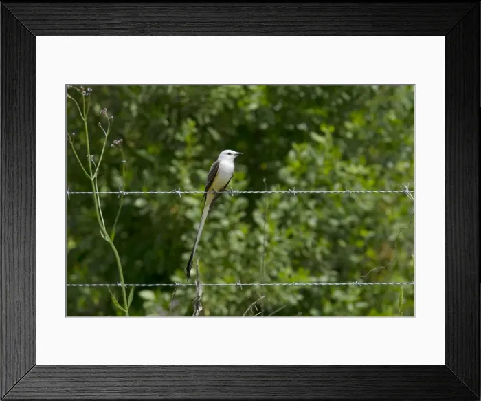 Framed Print : Picture No. 10892335 Framed Print : Picture No. 10892335