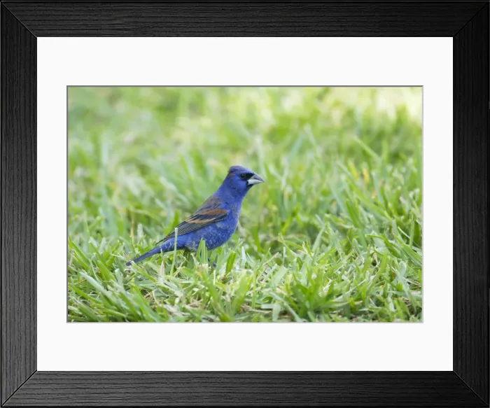 Framed Print : Picture No. 10892341 Framed Print : Picture No. 10892341