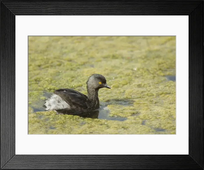 Framed Print : Picture No. 10892340 Framed Print : Picture No. 10892340