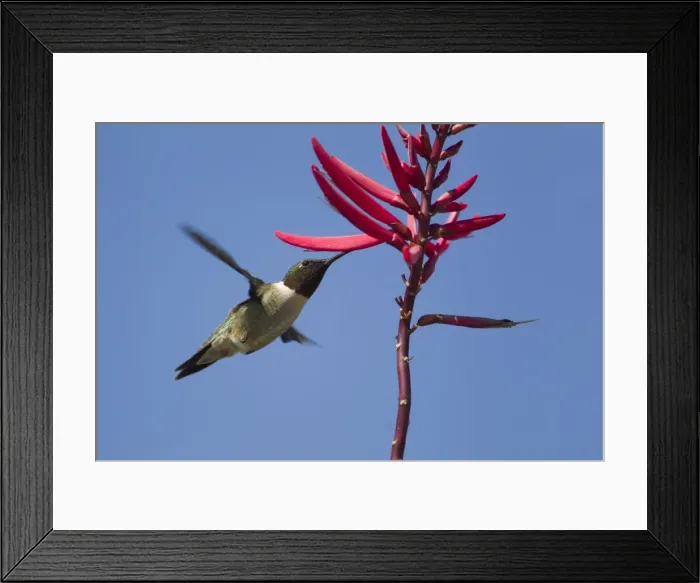 Framed Print : Picture No. 10892347 Framed Print : Picture No. 10892347