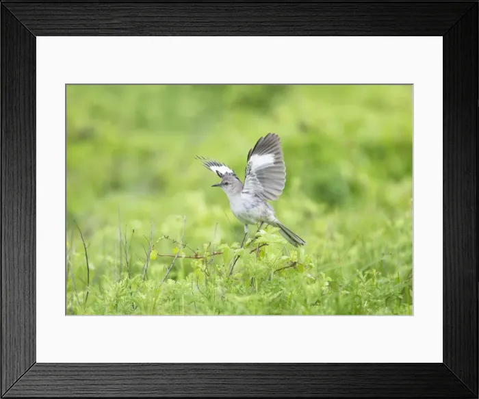 Framed Print : Picture No. 10892348