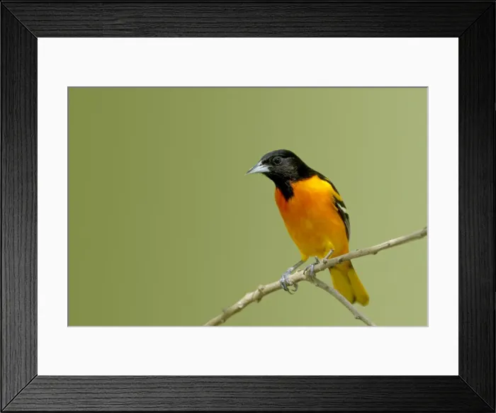 Framed Print : Picture No. 10892349