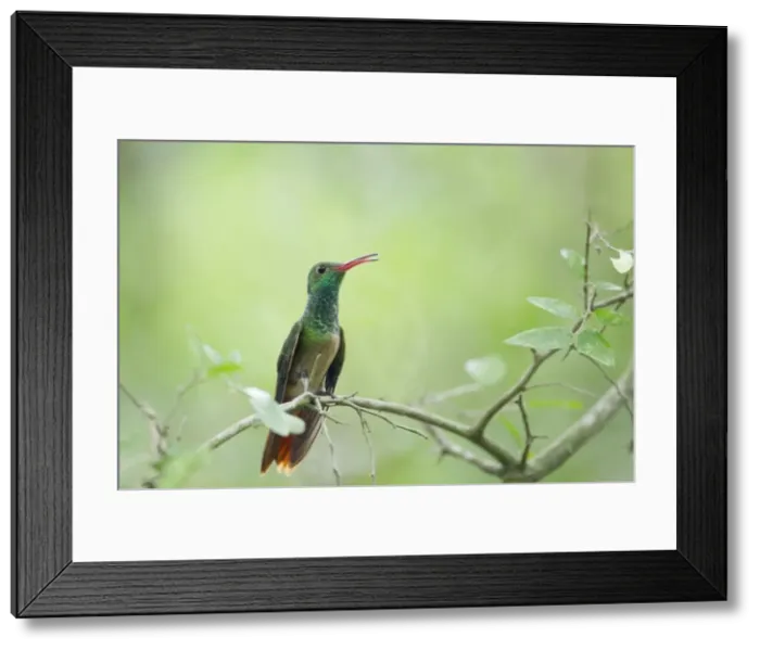 Framed Print : Picture No. 10892346 Framed Print : Picture No. 10892346