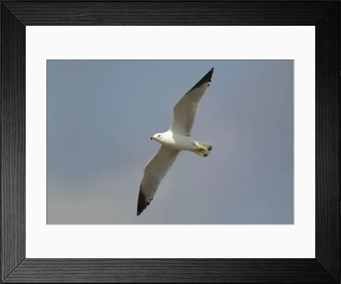 Framed Print : Picture No. 10892345 Framed Print : Picture No. 10892345