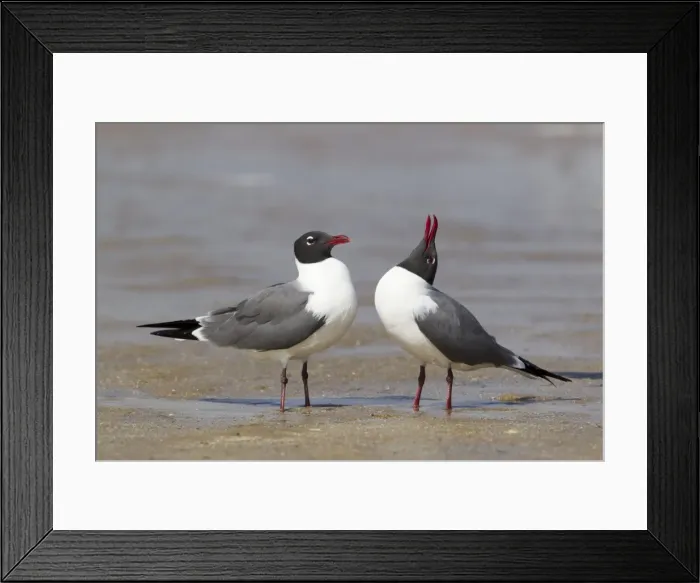 Framed Print : Picture No. 10892353 Framed Print : Picture No. 10892353