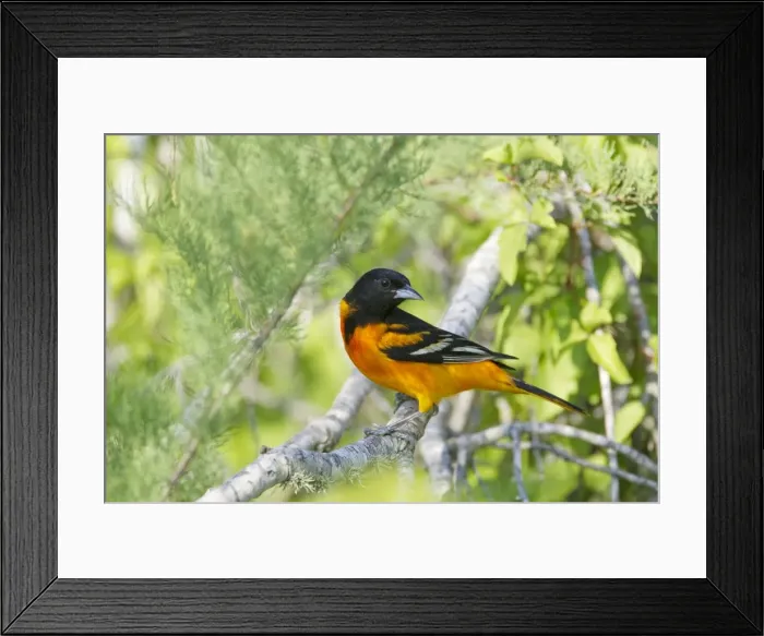 Framed Print : Picture No. 10892350