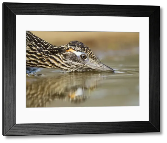 Framed Print : Picture No. 10892354 Framed Print : Picture No. 10892354