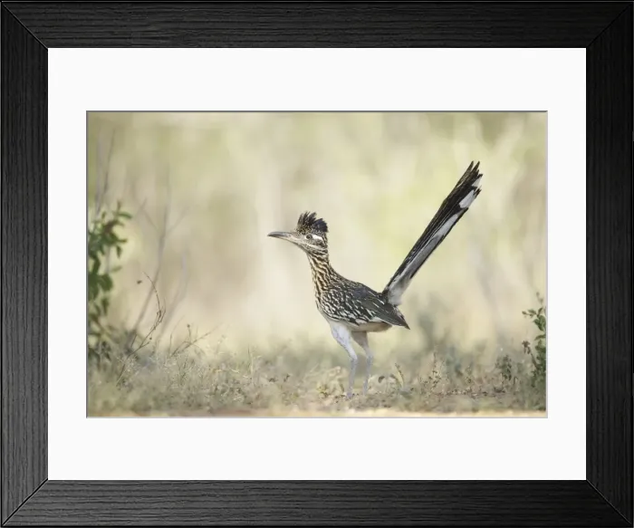 Framed Print : Picture No. 10892355 Framed Print : Picture No. 10892355