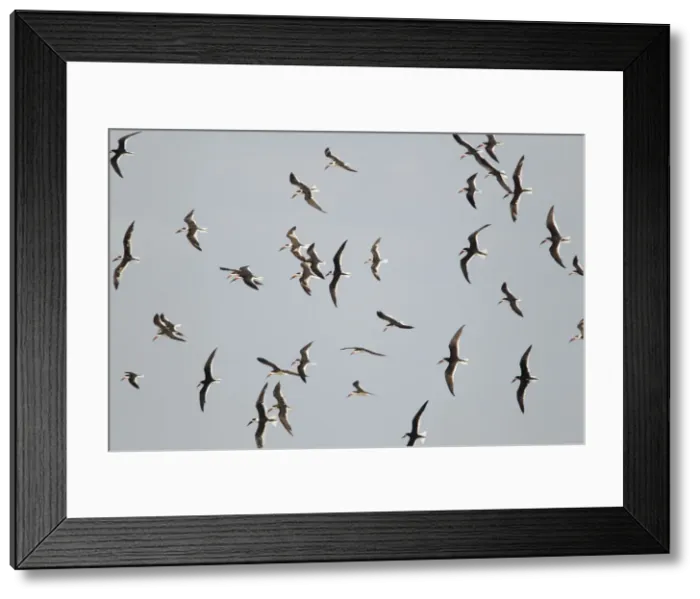 Framed Print : Picture No. 10892357