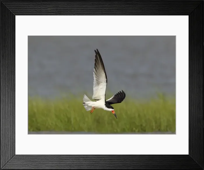 Framed Print : Picture No. 10892359 Framed Print : Picture No. 10892359