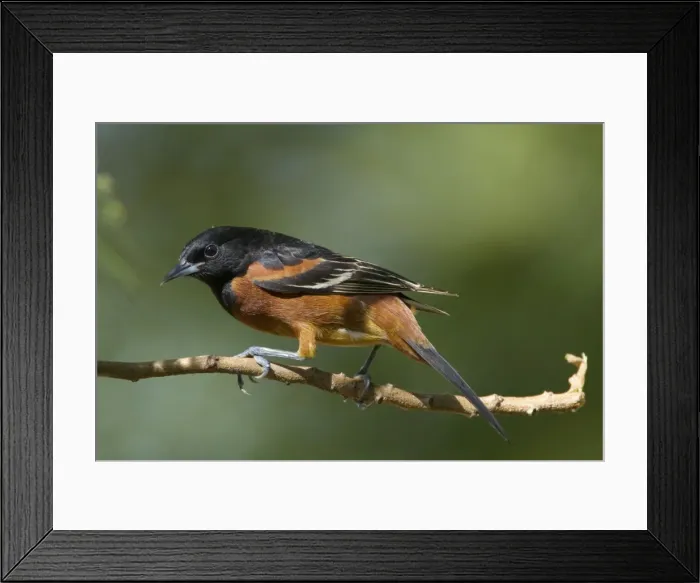 Framed Print : Picture No. 10892351 Framed Print : Picture No. 10892351