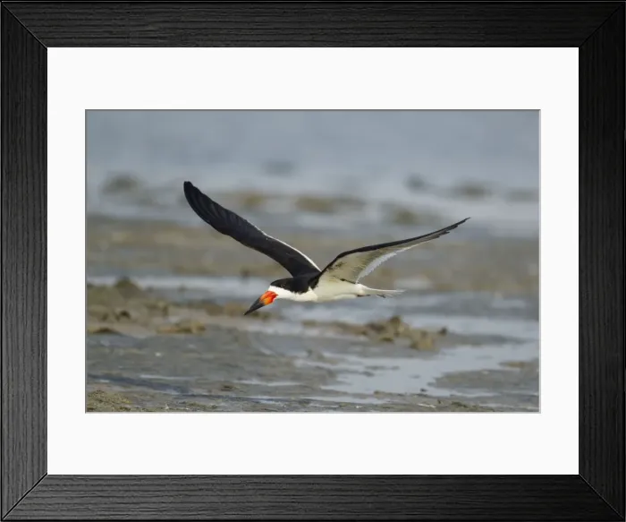 Framed Print : Picture No. 10892358