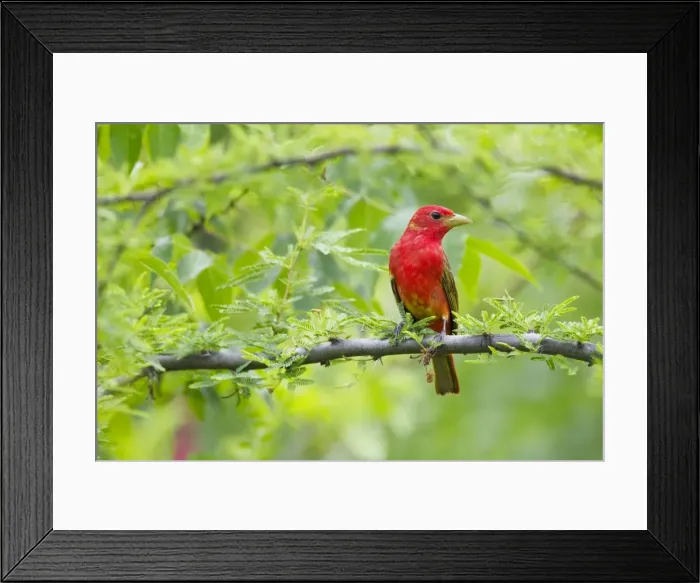Framed Print : Picture No. 10892365 Framed Print : Picture No. 10892365
