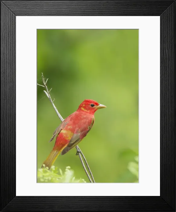Framed Print : Picture No. 10892366 Framed Print : Picture No. 10892366