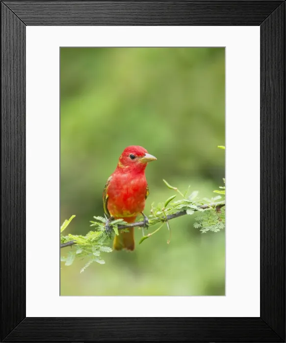 Framed Print : Picture No. 10892364 Framed Print : Picture No. 10892364