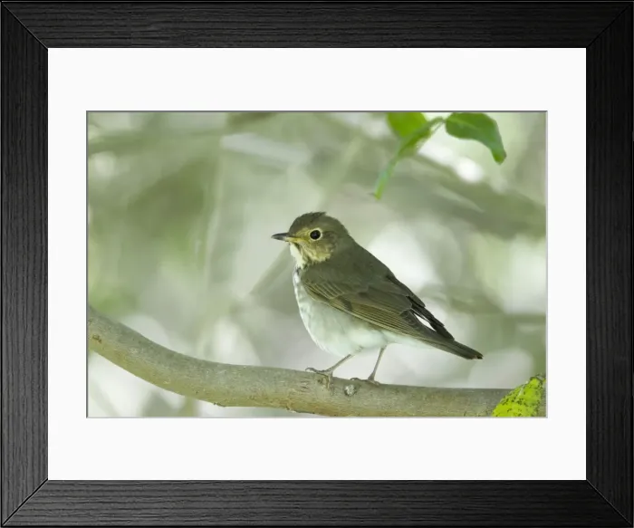 Framed Print : Picture No. 10892368 Framed Print : Picture No. 10892368