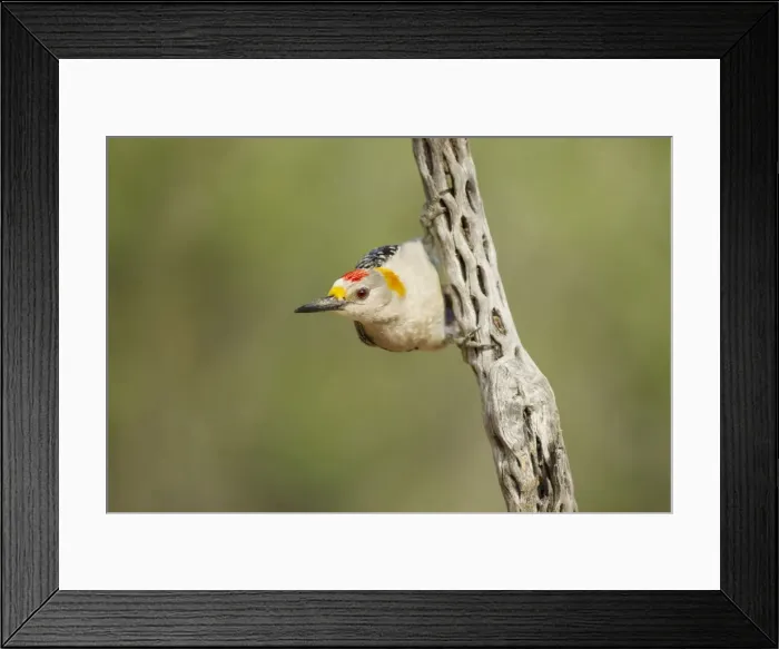 Framed Print : Picture No. 10892370 Framed Print : Picture No. 10892370